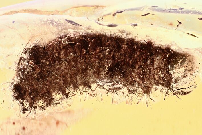 Large Fossil Checkered Beetle (Cleridae) Larva in Baltic Amber #352697